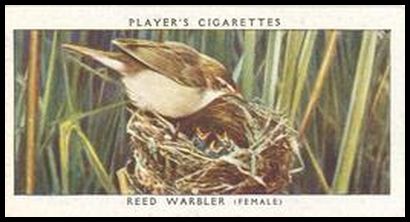 45 Reed Warbler